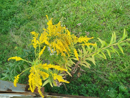Canada goldenrod