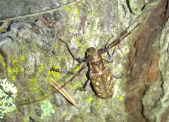 Monochamus carolinensis