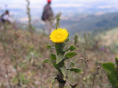 Helichrysum setosum
