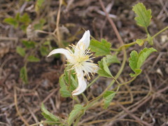 Clematis brachiata
