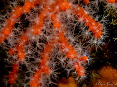 Corallium rubrum