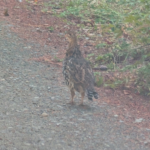 Ruffed Grouse