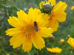 Syrphus ribesii
