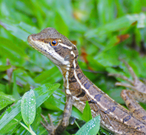 Common Basilisk, photo 9 of 10