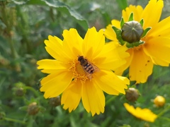 Syrphus ribesii