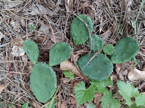 Opuntia mesacantha