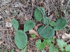 Opuntia mesacantha
