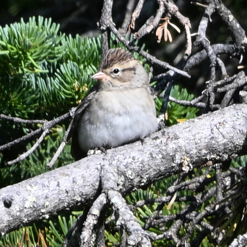 Chipping Sparrow