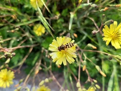 Syrphus ribesii