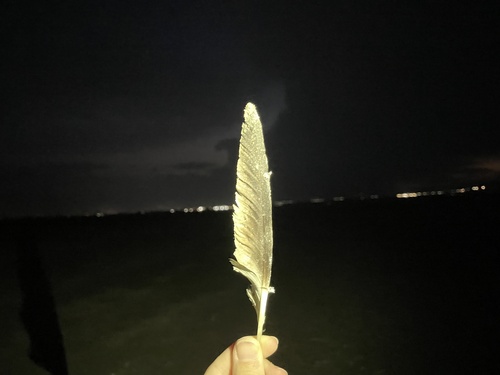 Plume de Avocette élégante