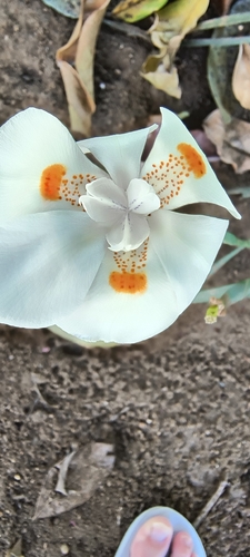 Hybrid African Iris