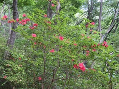 Rhododendron kaempferi