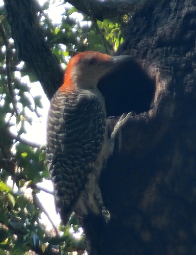 Red-bellied Woodpecker