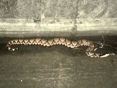 Deinagkistrodon acutus