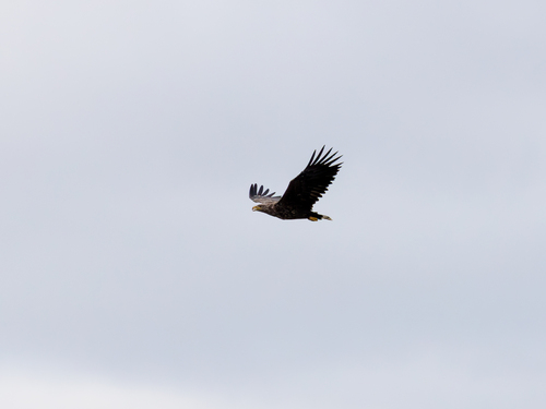 White-tailed Eagle
