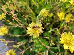 Syrphus ribesii