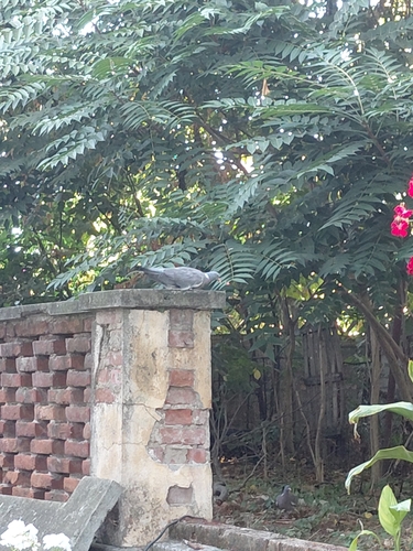 Common Wood-Pigeon