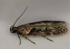 Chionodes mediofuscella