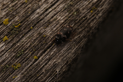 Lanorus aequalis