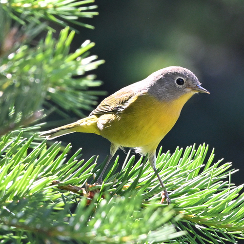 Nashville Warbler