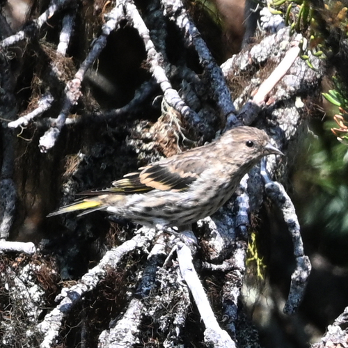 Pine Siskin