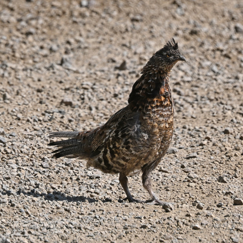 Ruffed Grouse