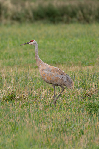 Greater Sandhill Crane