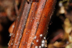 Hispidula dicksoniae