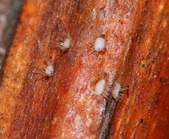 Hispidula dicksoniae