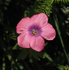 Linum pubescens