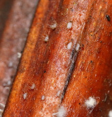 Hispidula dicksoniae