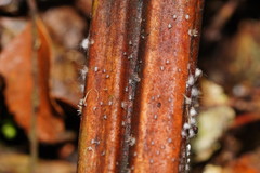 Hispidula dicksoniae