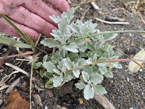Hoary Mugwort