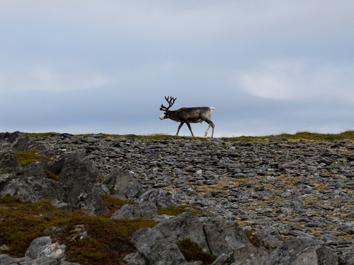 Caribou