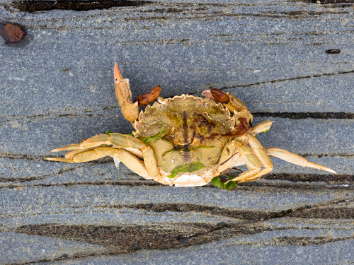 European Green Crab