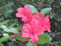 Rhododendron kaempferi
