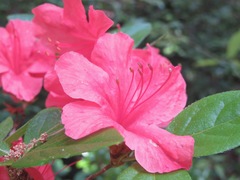 Rhododendron kaempferi