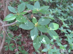 Rhododendron kaempferi