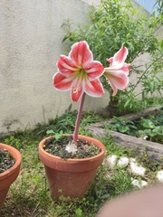 Hippeastrum vittatum