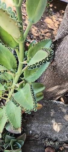 Mother of Thousands