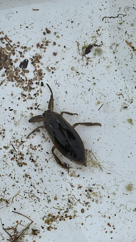 American Giant Water Bug
