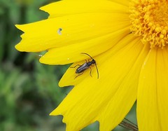 Pseudalosterna misella