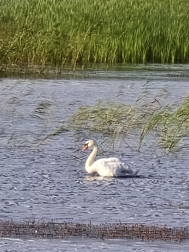 Mute Swan