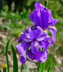 Iris pallida illyrica