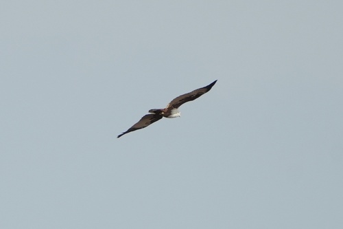 Brahminy Kite (Indian)