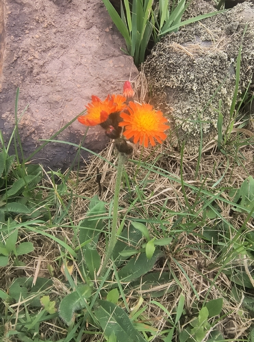 orange hawkweed