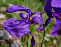 Iris pallida illyrica