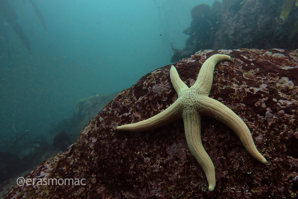 Common Light-striated Sea Star