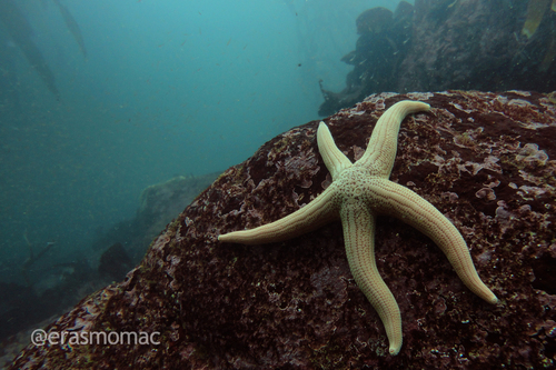 Common Light-striated Sea Star