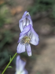 Aconitum uncinatum